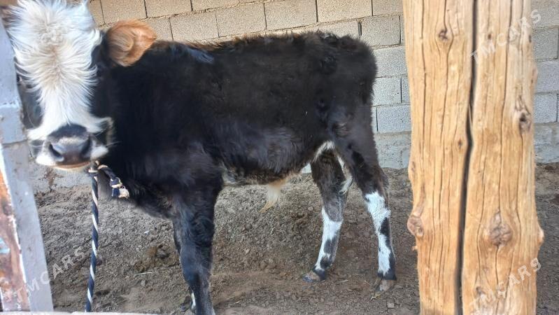 okuz - Gökje - img 2