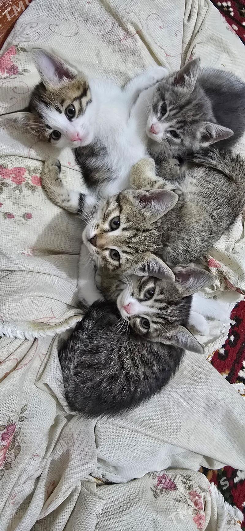 Домашние животные - Türkmenabat - img 1