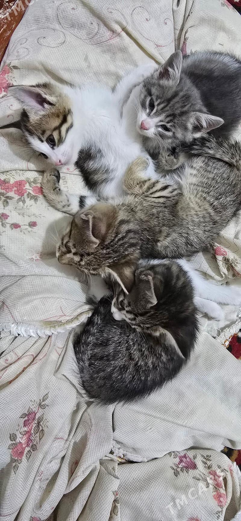 Домашние животные - Türkmenabat - img 3