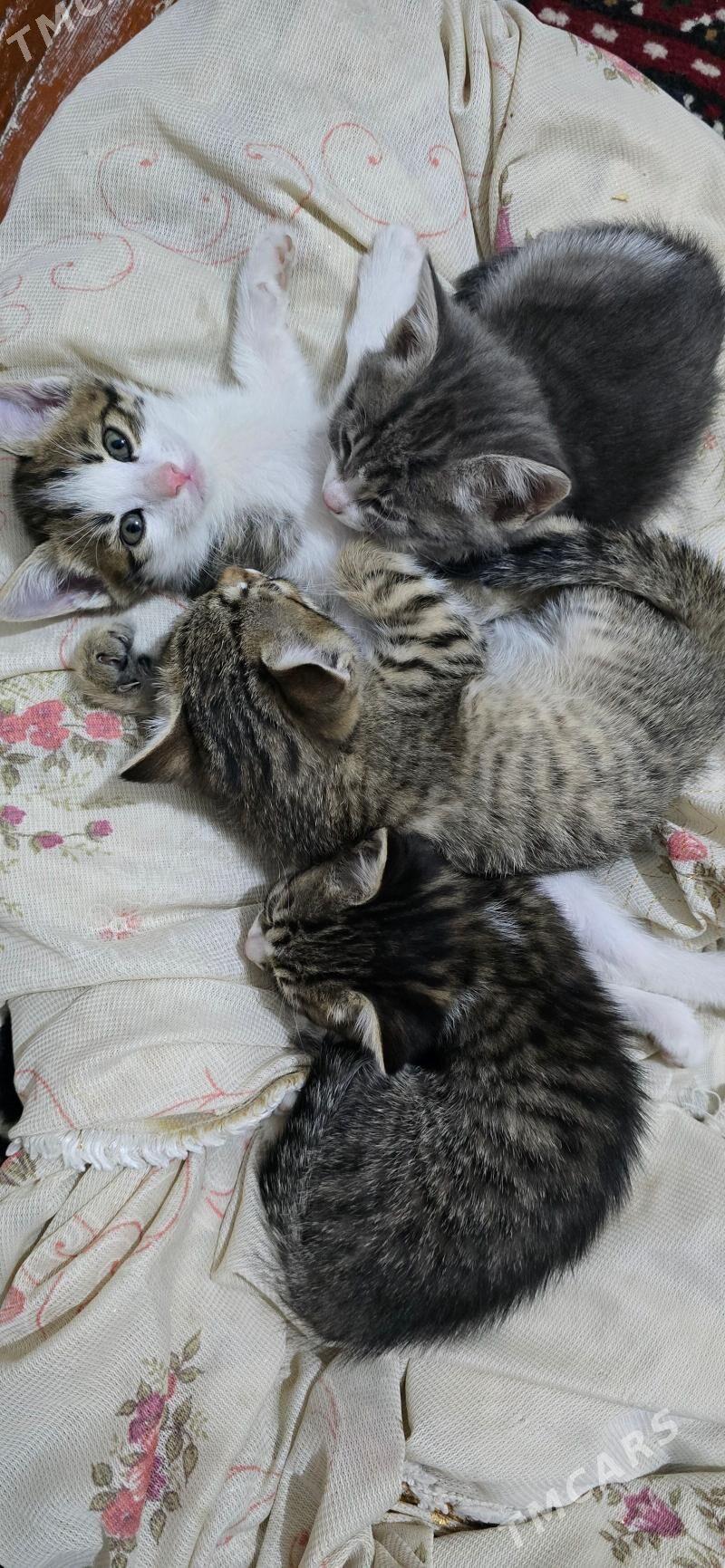 Домашние животные - Türkmenabat - img 2