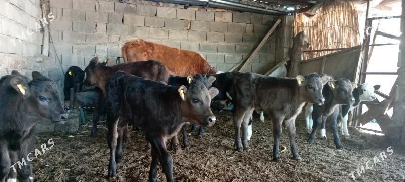 Öküz Tüwe Göle - Aşgabat - img 3