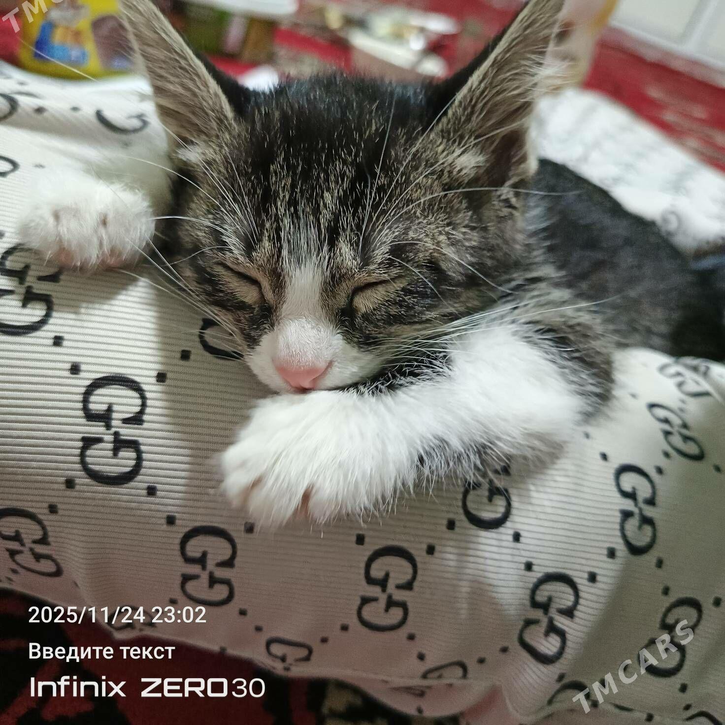 arassaja pishijek - Mary - img 2