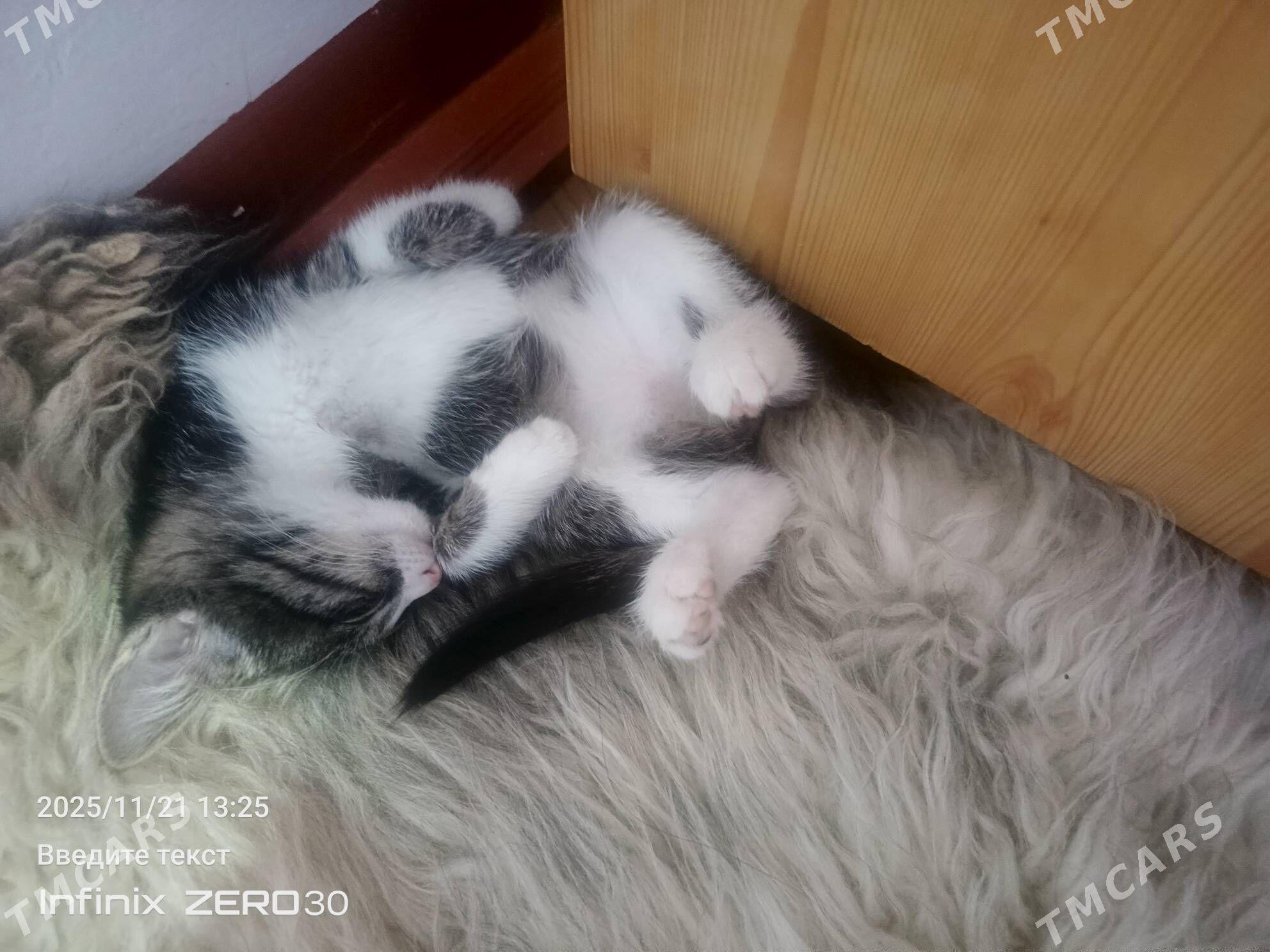 arassaja pishijek - Mary - img 6