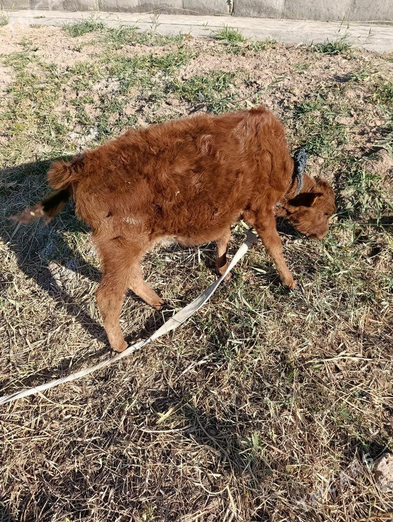 tuwe - Babadaýhan - img 1