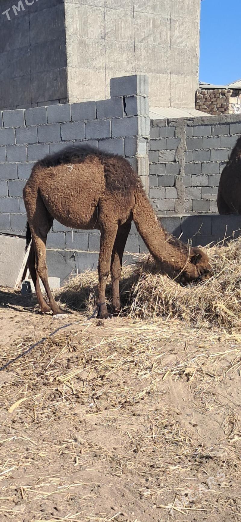 Ogşyk - Gökdepe - img 2