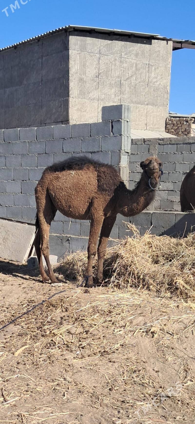 Ogşyk - Gökdepe - img 1