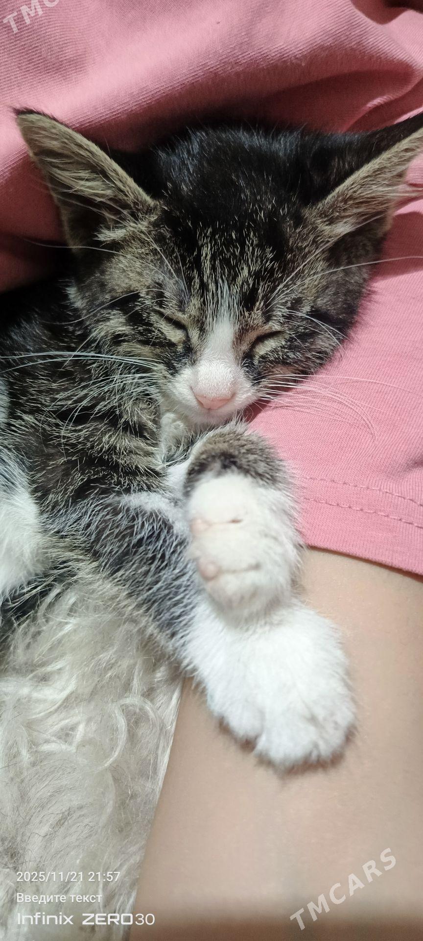 arassaja pishijek - Mary - img 5