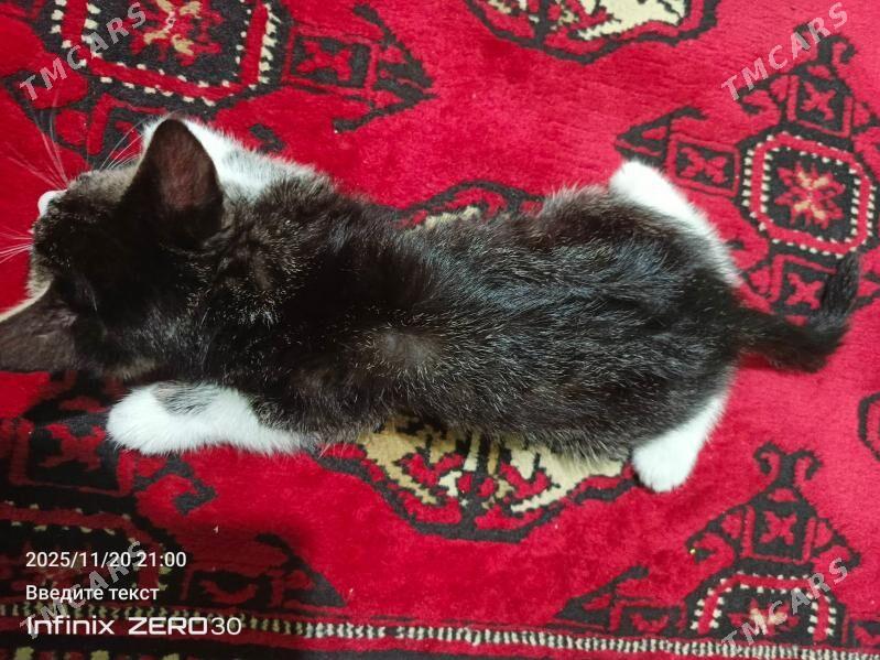 arassaja pishijek - Mary - img 7