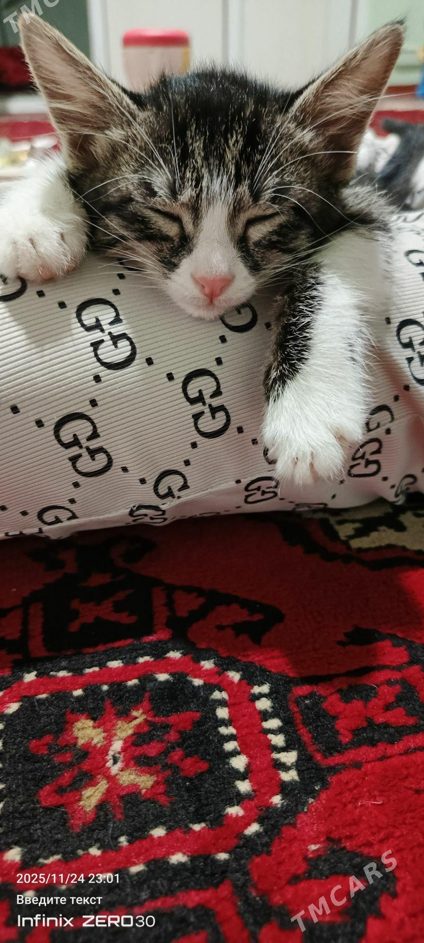 arassaja pishijek - Mary - img 3