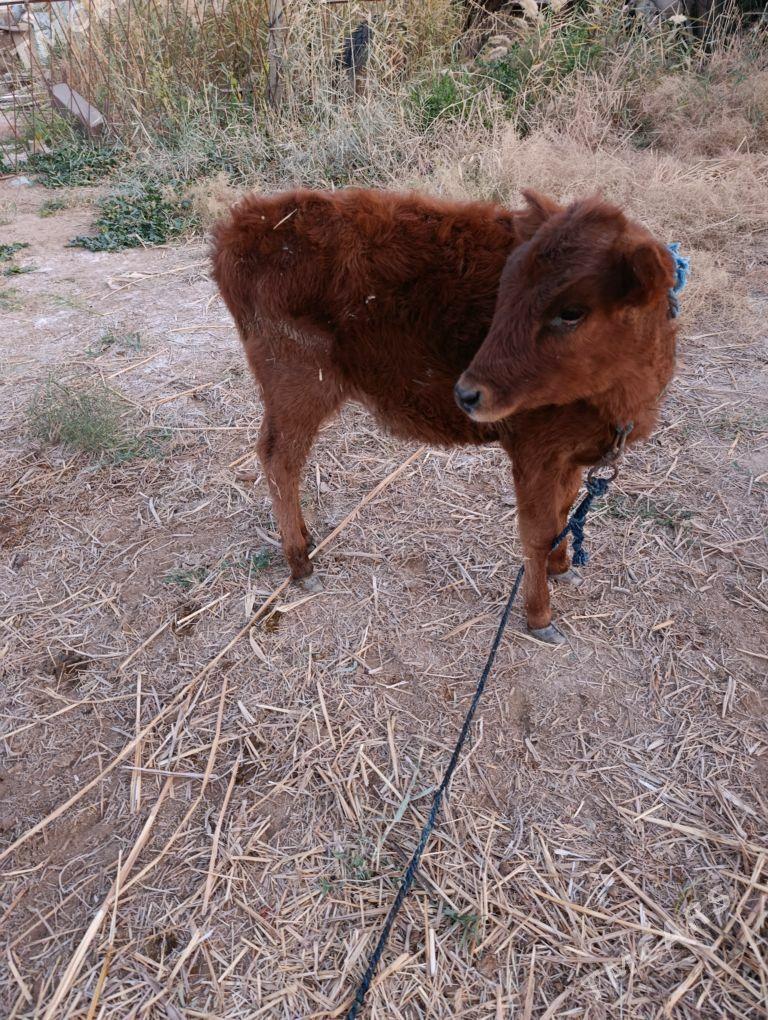 tuwe - Babadaýhan - img 2