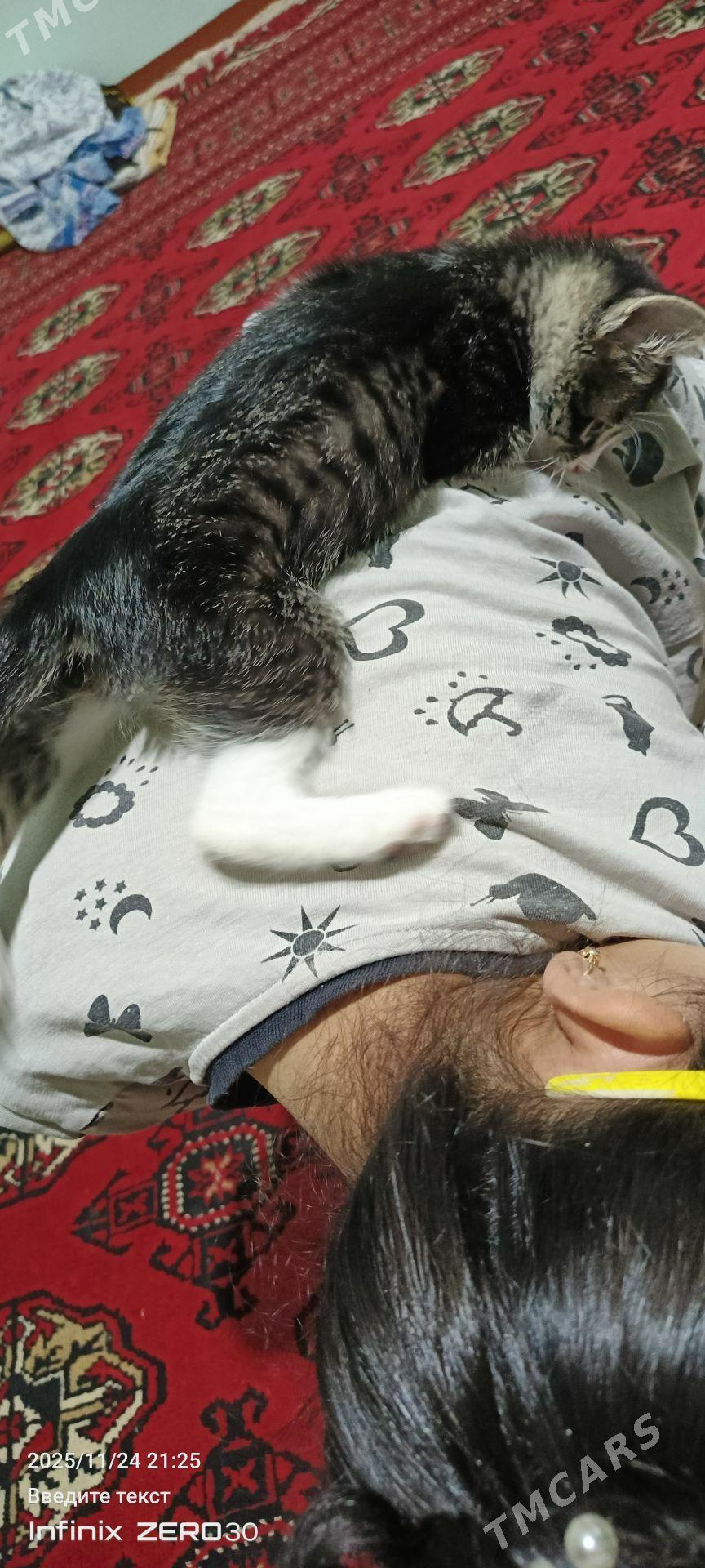 arassaja pishijek - Mary - img 4