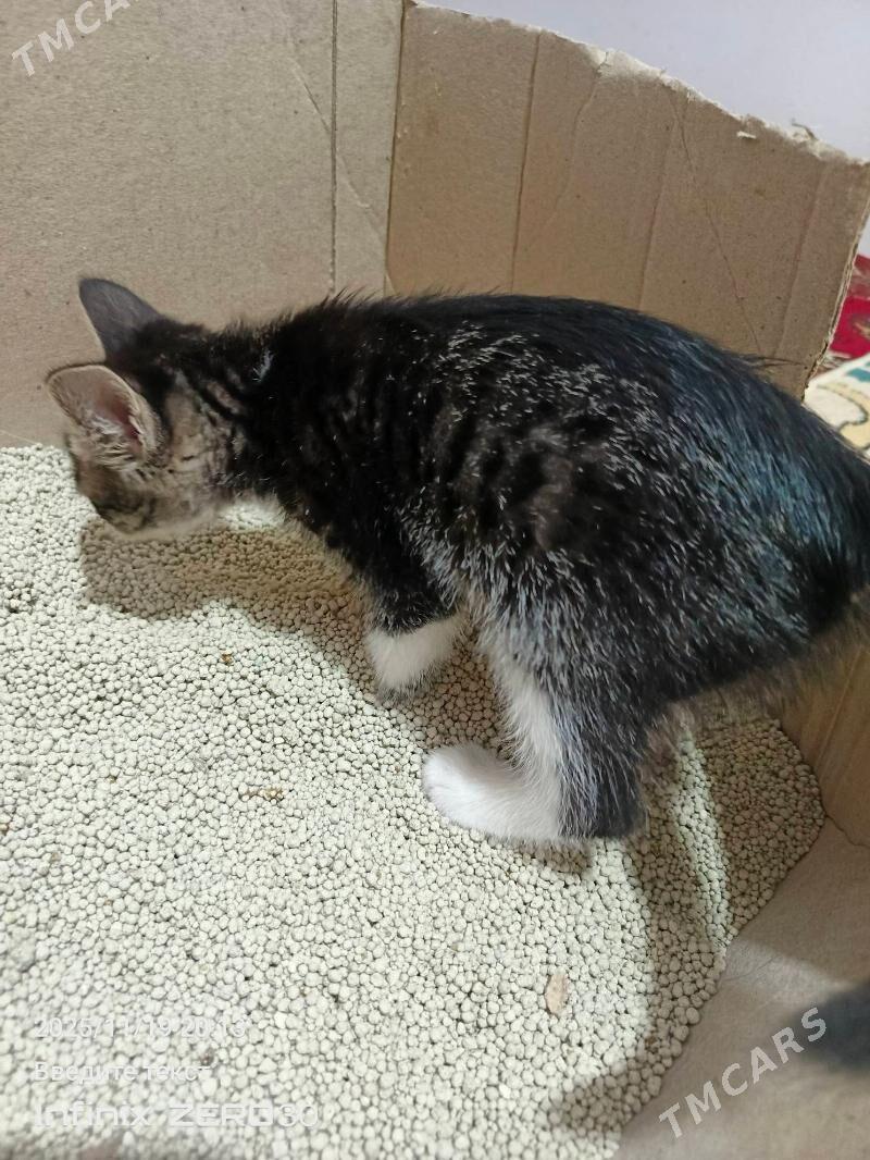 arassaja pishijek - Mary - img 8