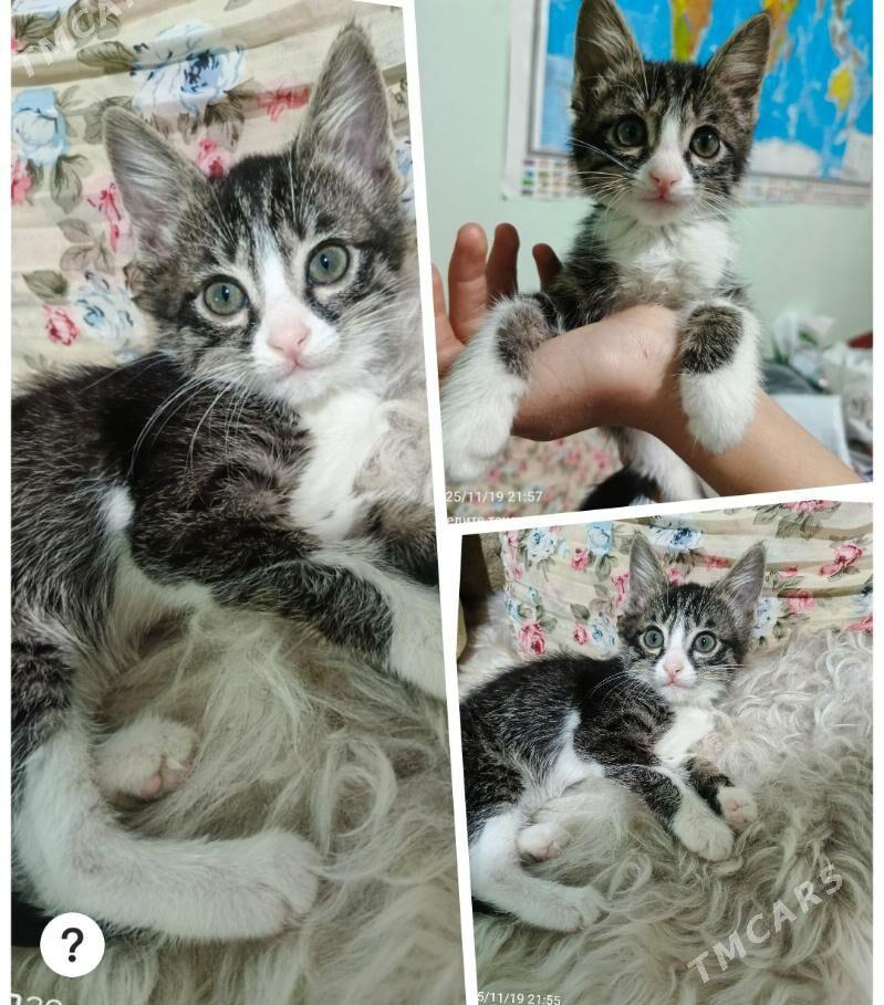 arassaja pishijek - Mary - img 1