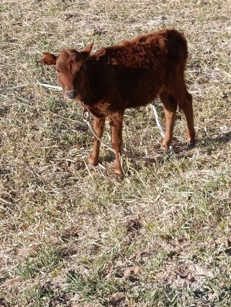 tuwe - Babadaýhan - img 3