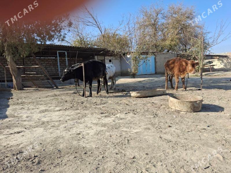 tuwe okuz - Bäherden - img 3