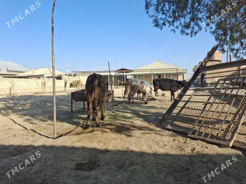 tuwe okuz - Bäherden - img 2