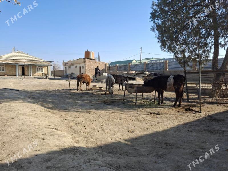 tuwe okuz - Bäherden - img 1