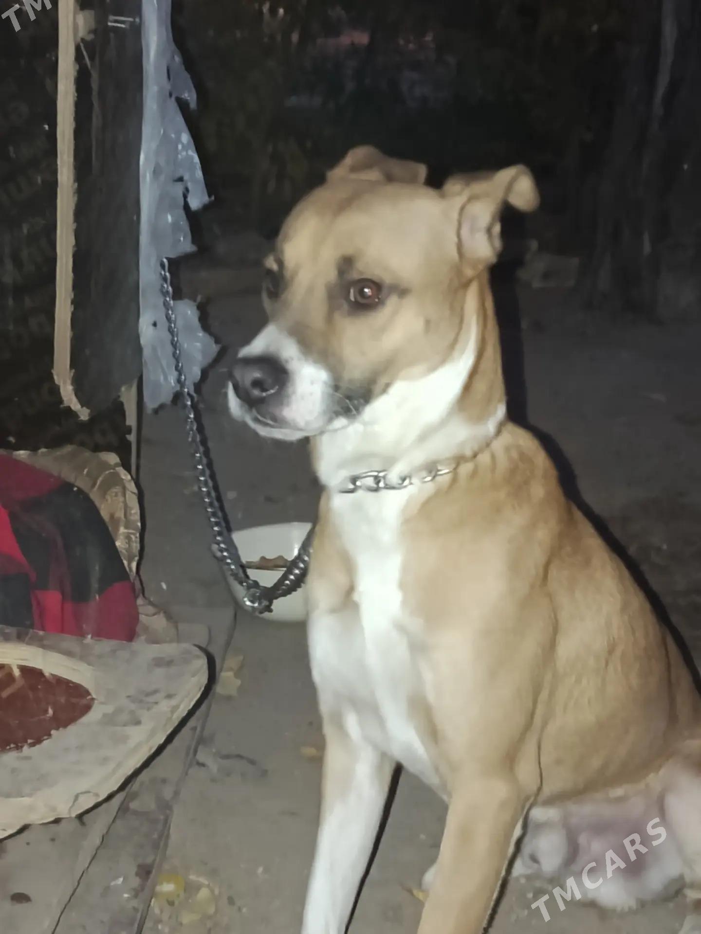 Собака - 8 мкр - img 1