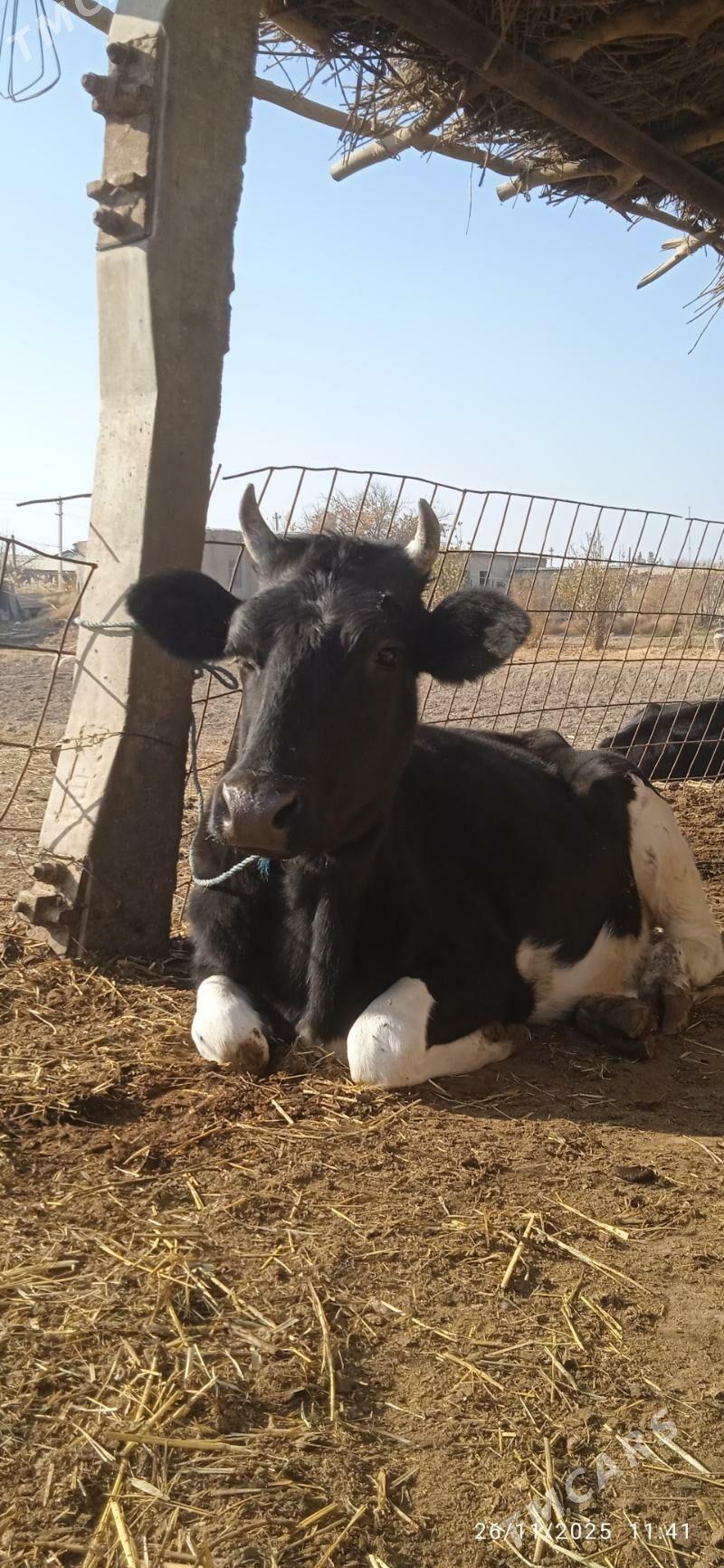 galyşteýin saglyklar - Дянев - img 2