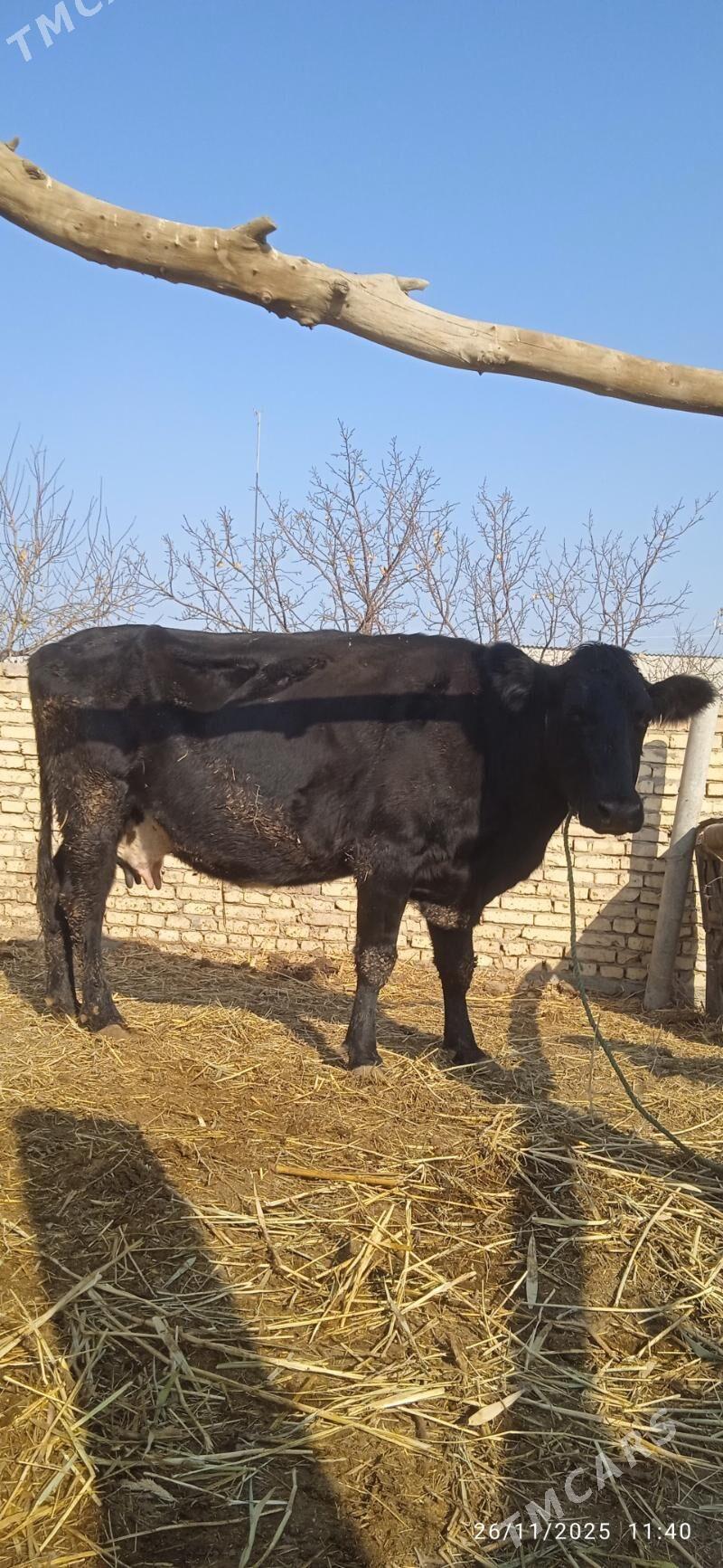 galyşteýin saglyklar - Дянев - img 6