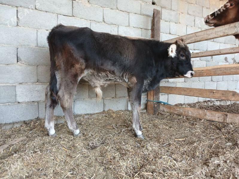 Okuz - Ak bugdaý etraby - img 1