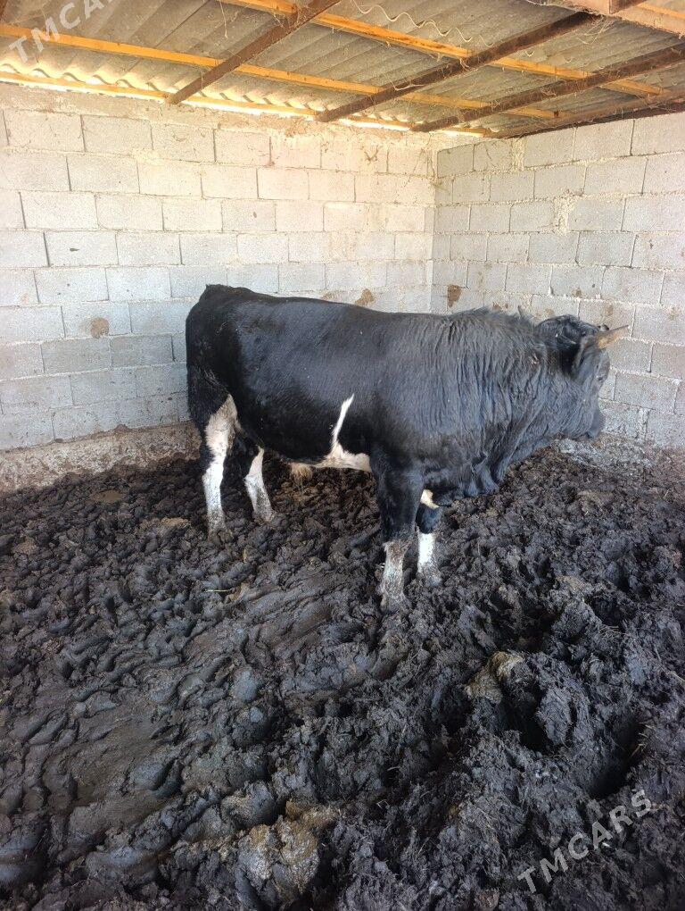 öküz - Gökdepe - img 1