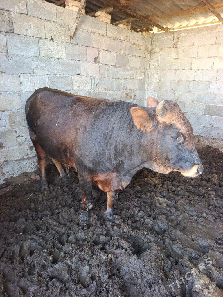 öküz - Gökdepe - img 2