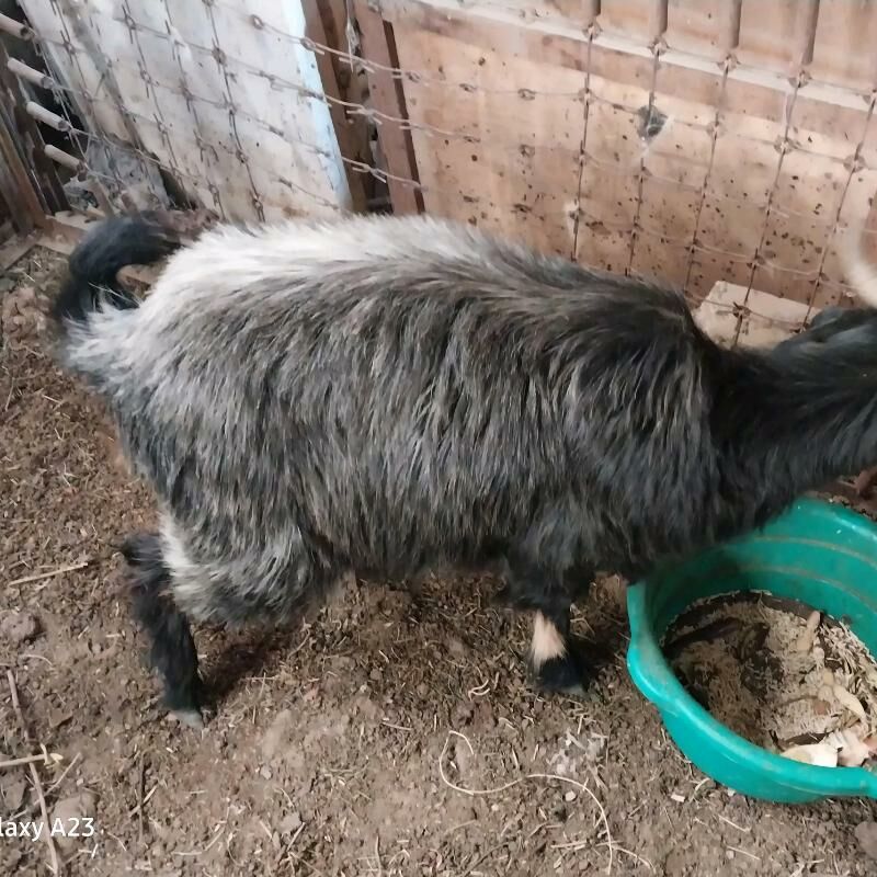 bogaz geci - Кëши - img 2