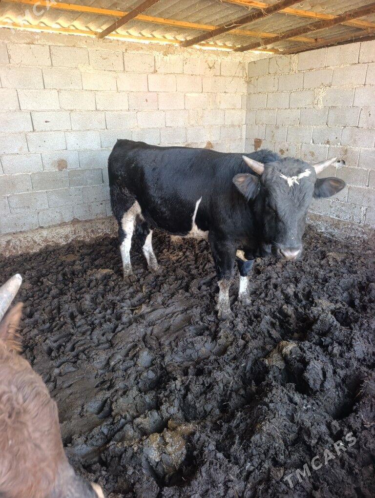 öküz - Gökdepe - img 4