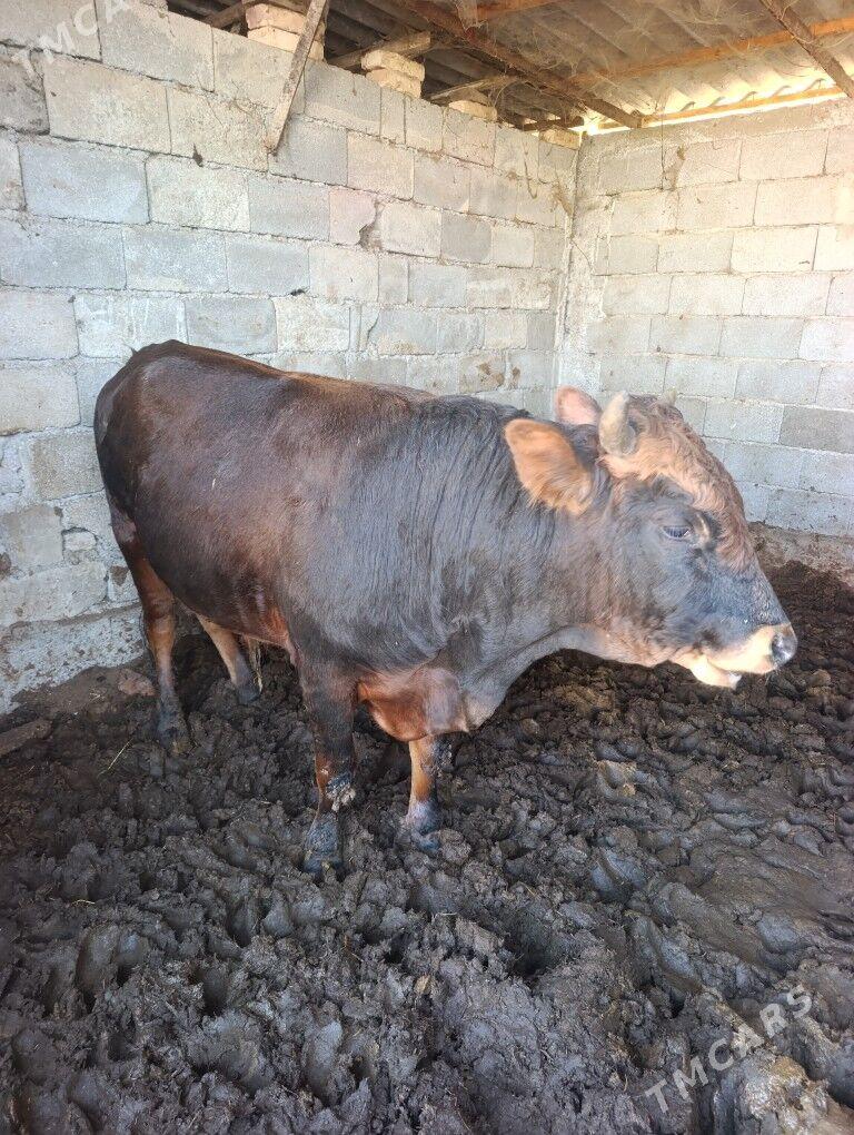 öküz - Gökdepe - img 3