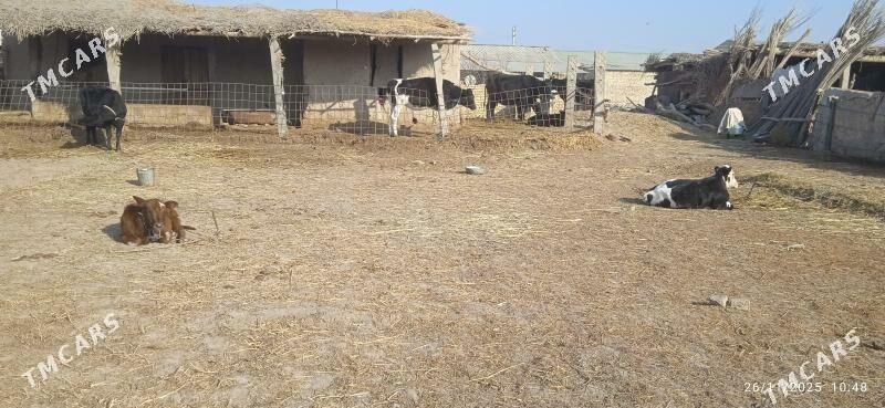 galyşteýin saglyklar - Дянев - img 7