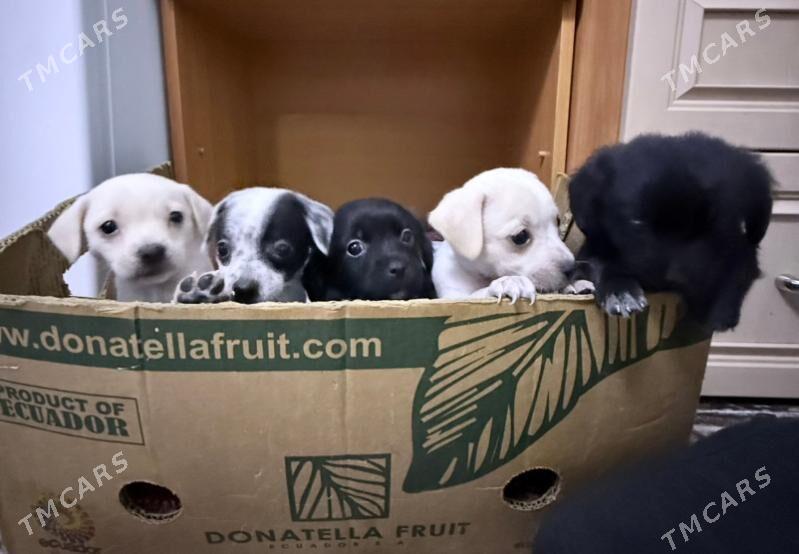 Отдам Щенят - Ашхабад - img 1