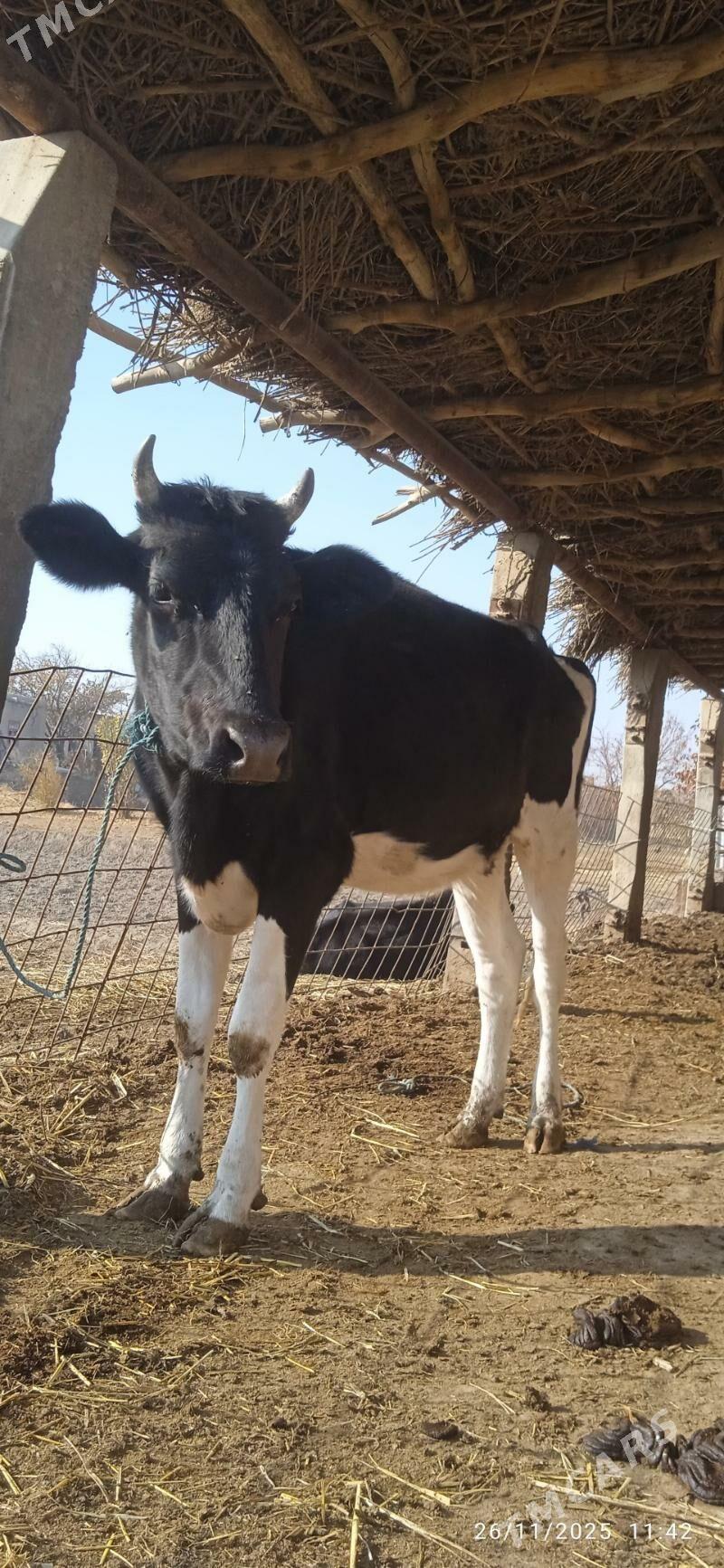 galyşteýin saglyklar - Дянев - img 3