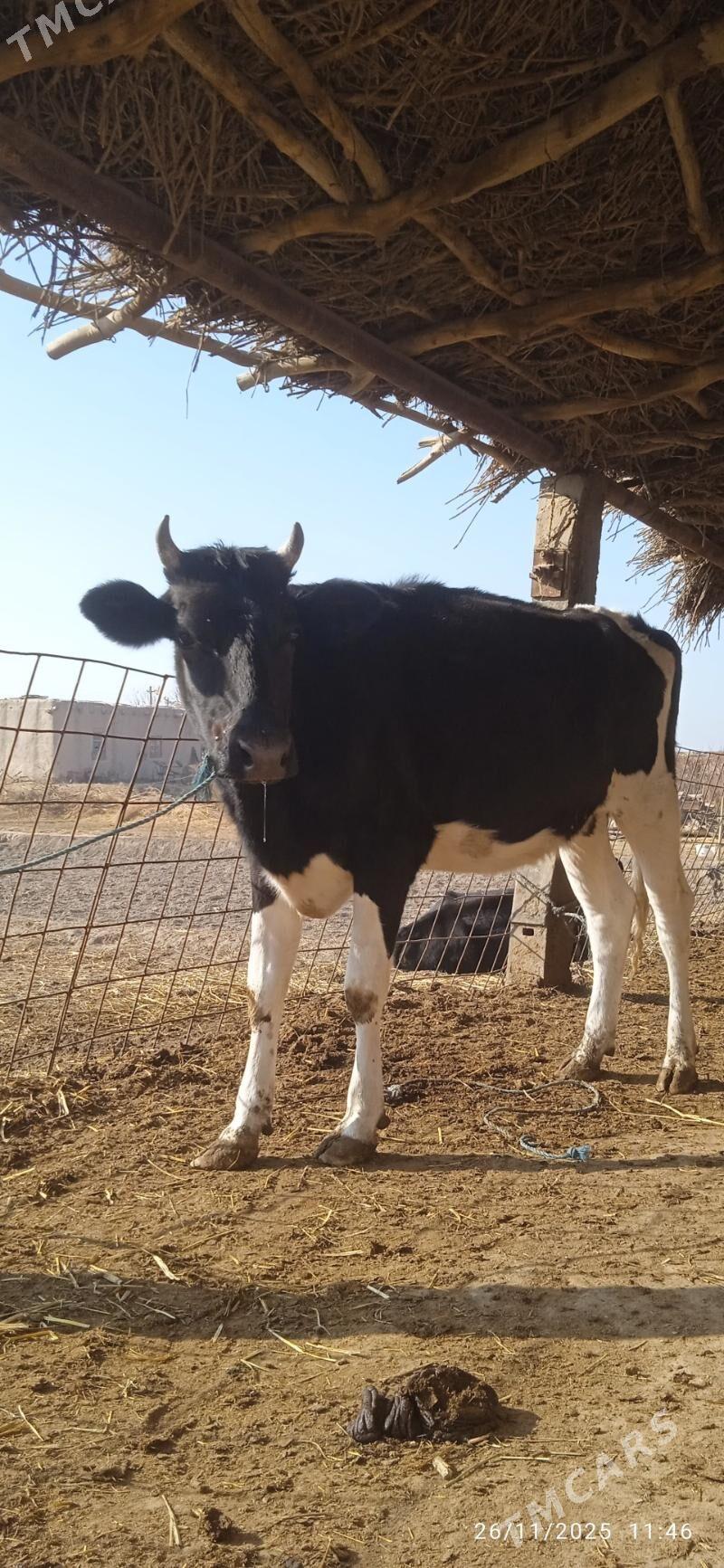 galyşteýin saglyklar - Дянев - img 5