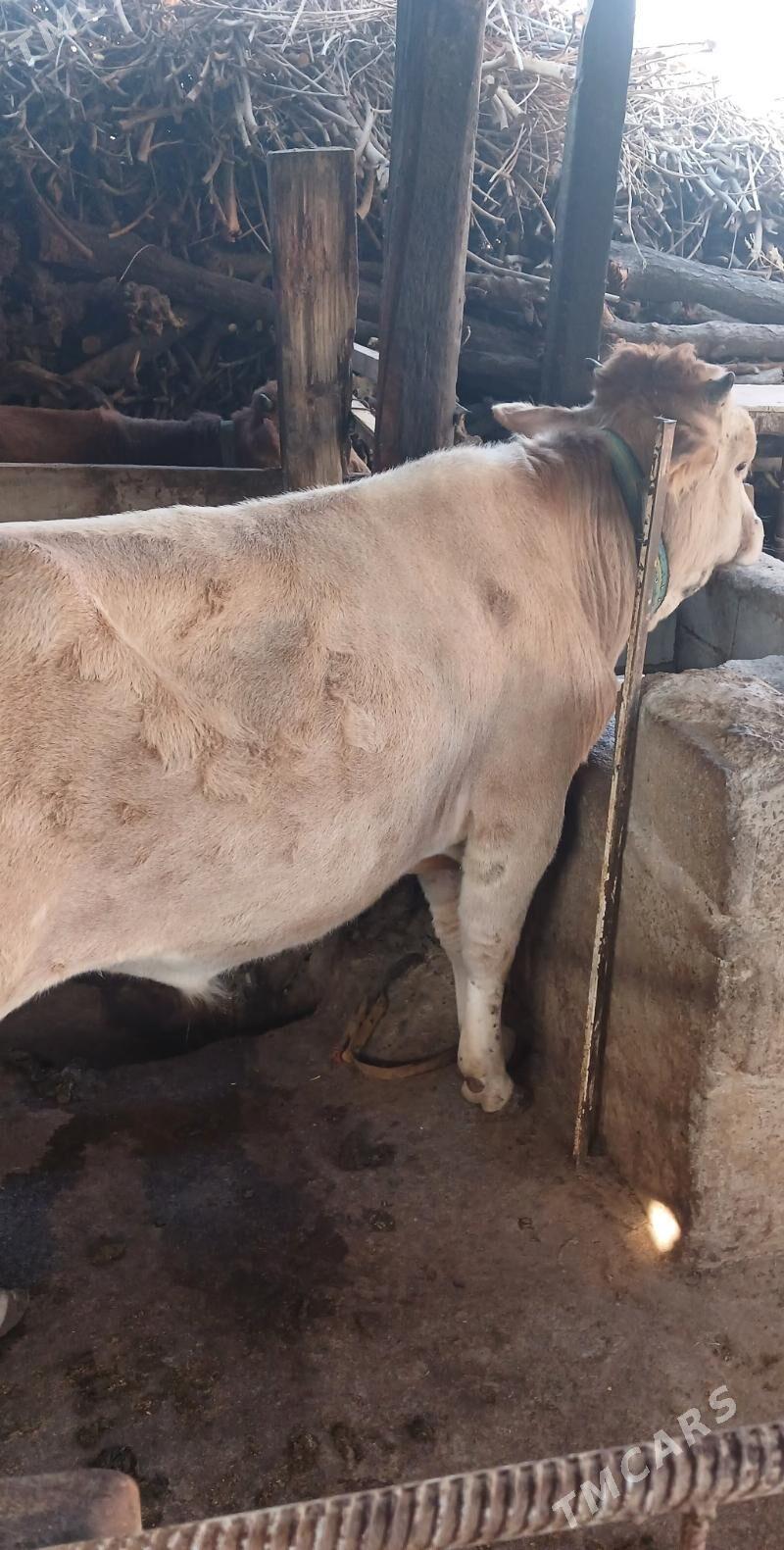 Şarole öküz - Aşgabat - img 3