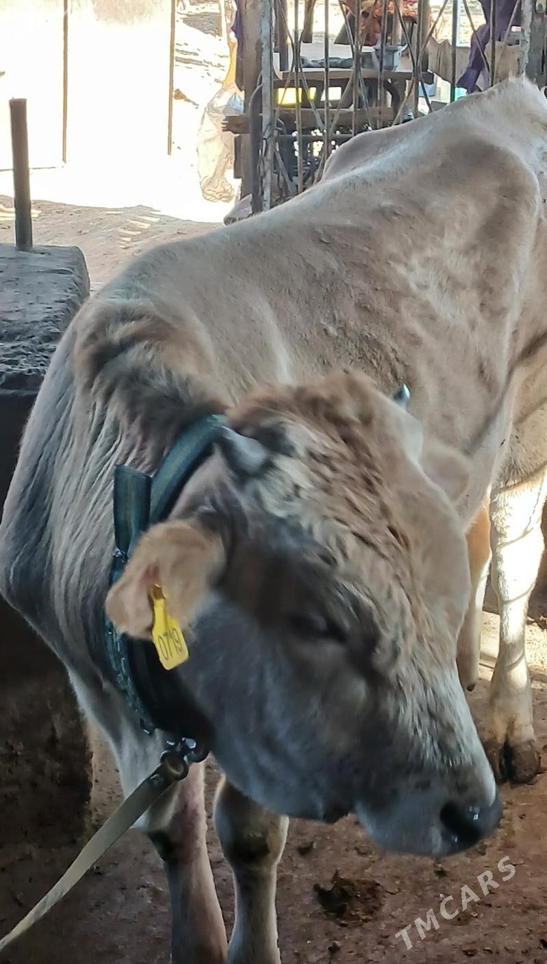Şarole öküz - Aşgabat - img 4