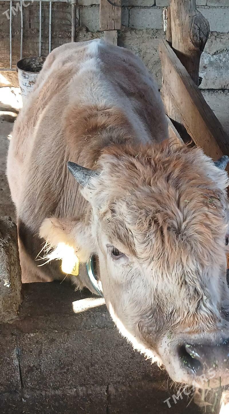 Şarole öküz - Aşgabat - img 1