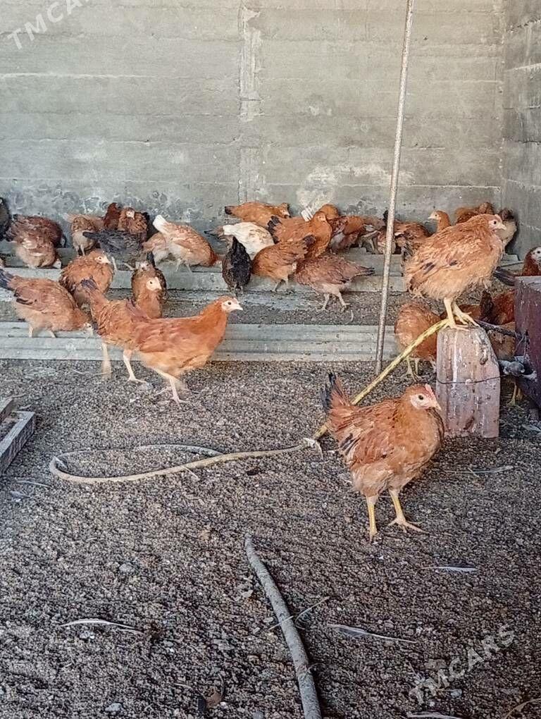 Jüje - Гёкдепе - img 1