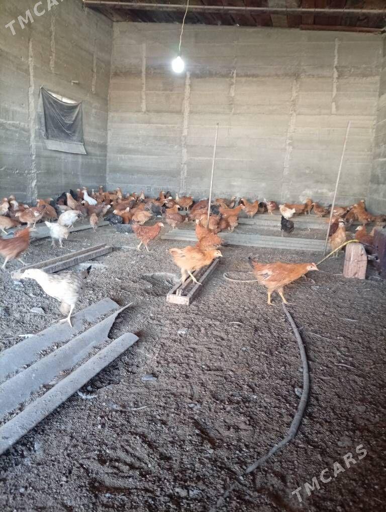 Jüje - Гёкдепе - img 2