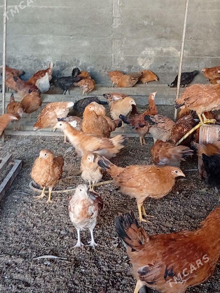 Jüje - Гёкдепе - img 3