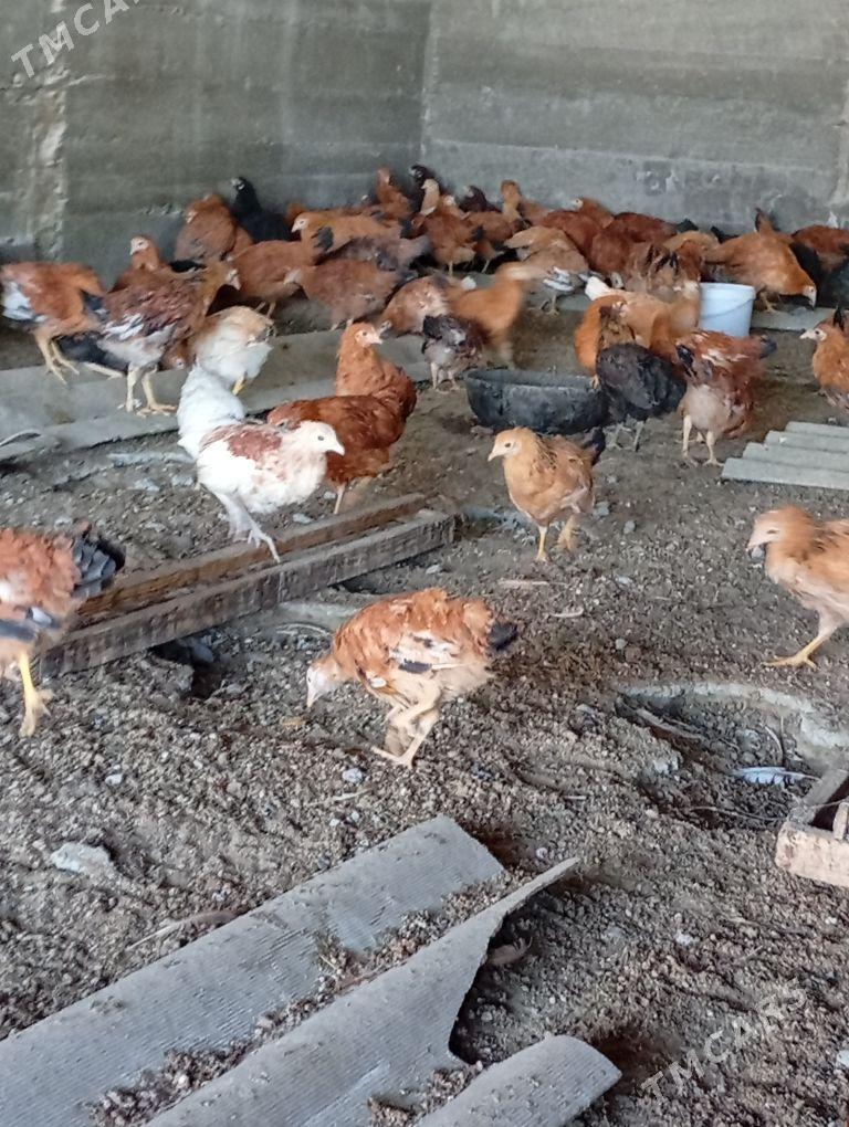 Jüje - Гёкдепе - img 4