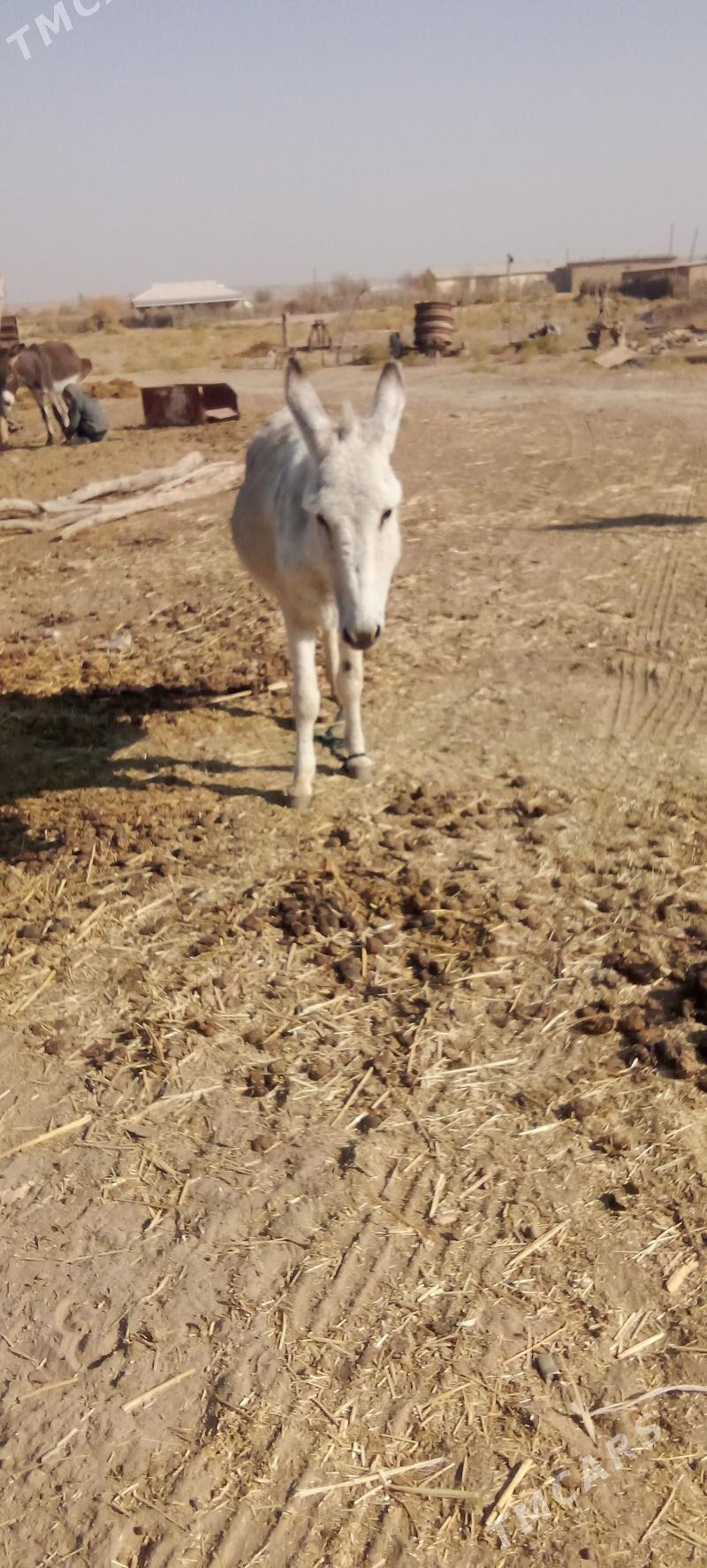 eşek urkaçy - Ýolöten - img 2
