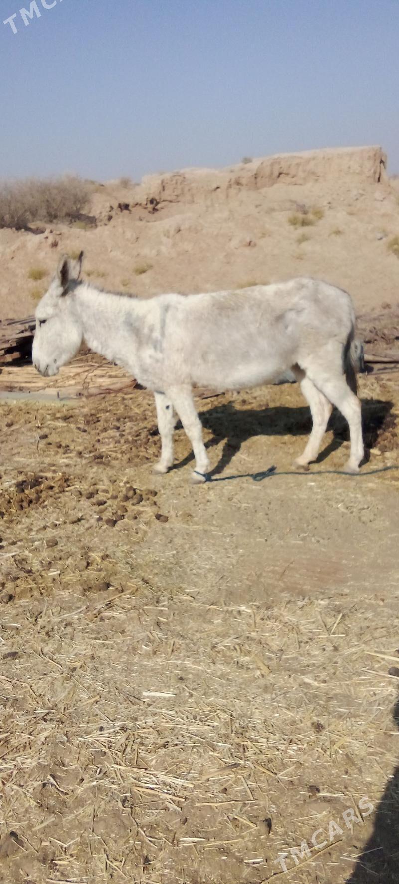 eşek urkaçy - Ýolöten - img 3