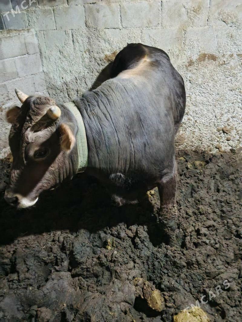 okuz - Ашхабад - img 2