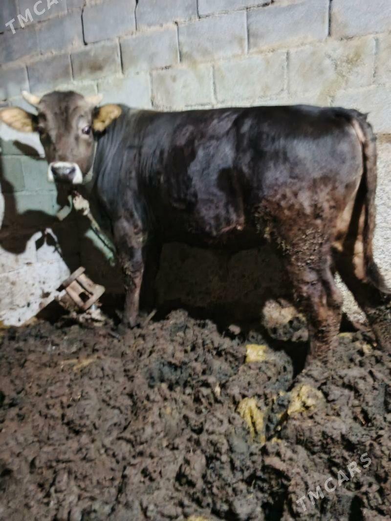 okuz - Ашхабад - img 1