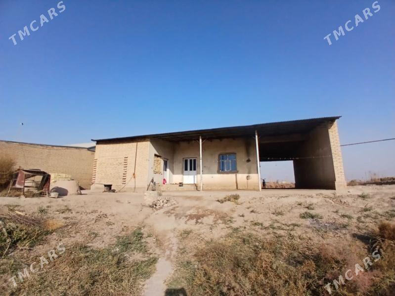 TAYYN JAY - Kerki - img 3