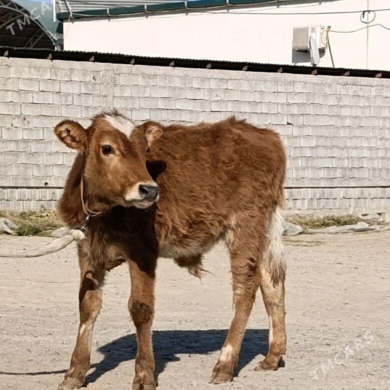 OKUZ - Бузмеин - img 1