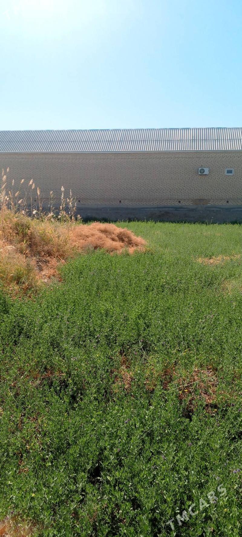 12 sotyk mellek ýer - Wekilbazar - img 4