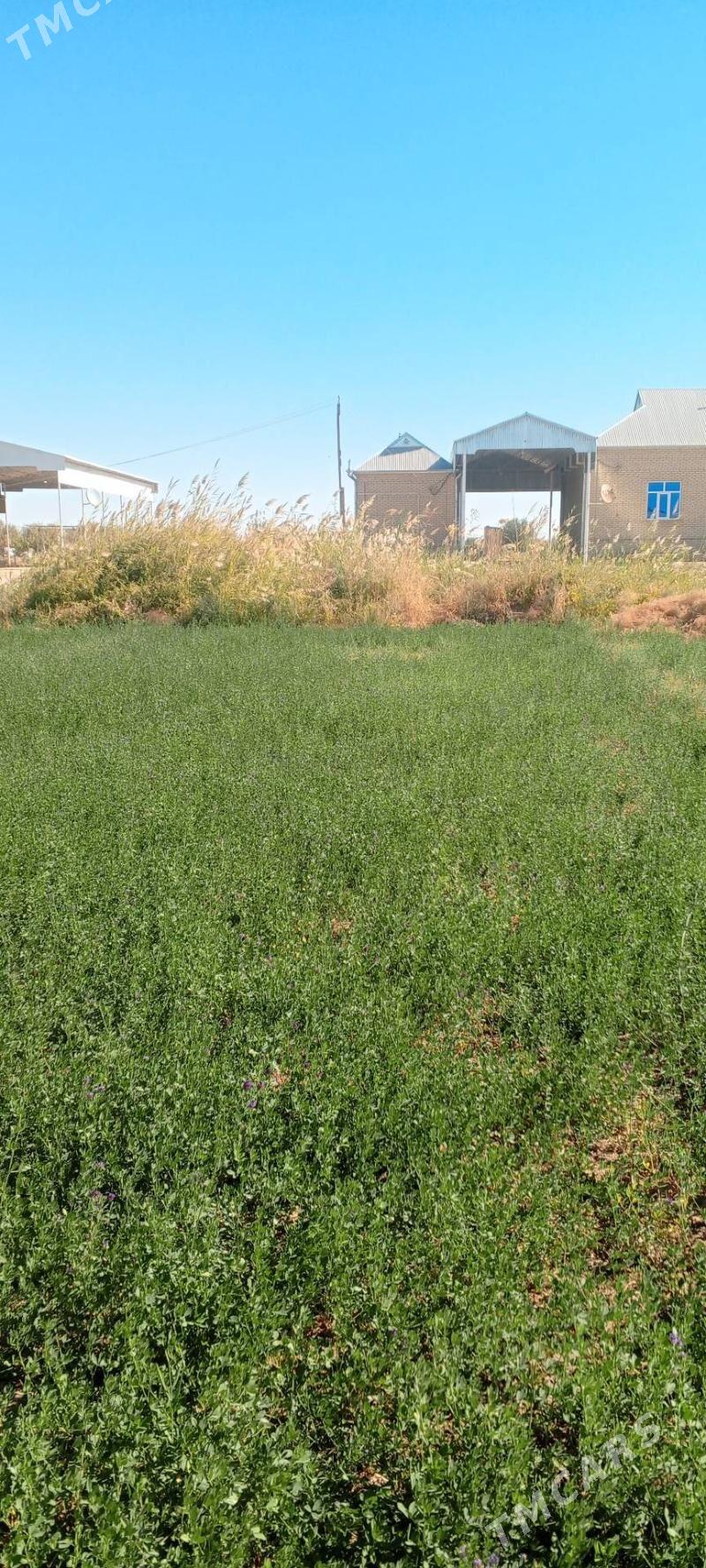 12 sotyk mellek ýer - Wekilbazar - img 2