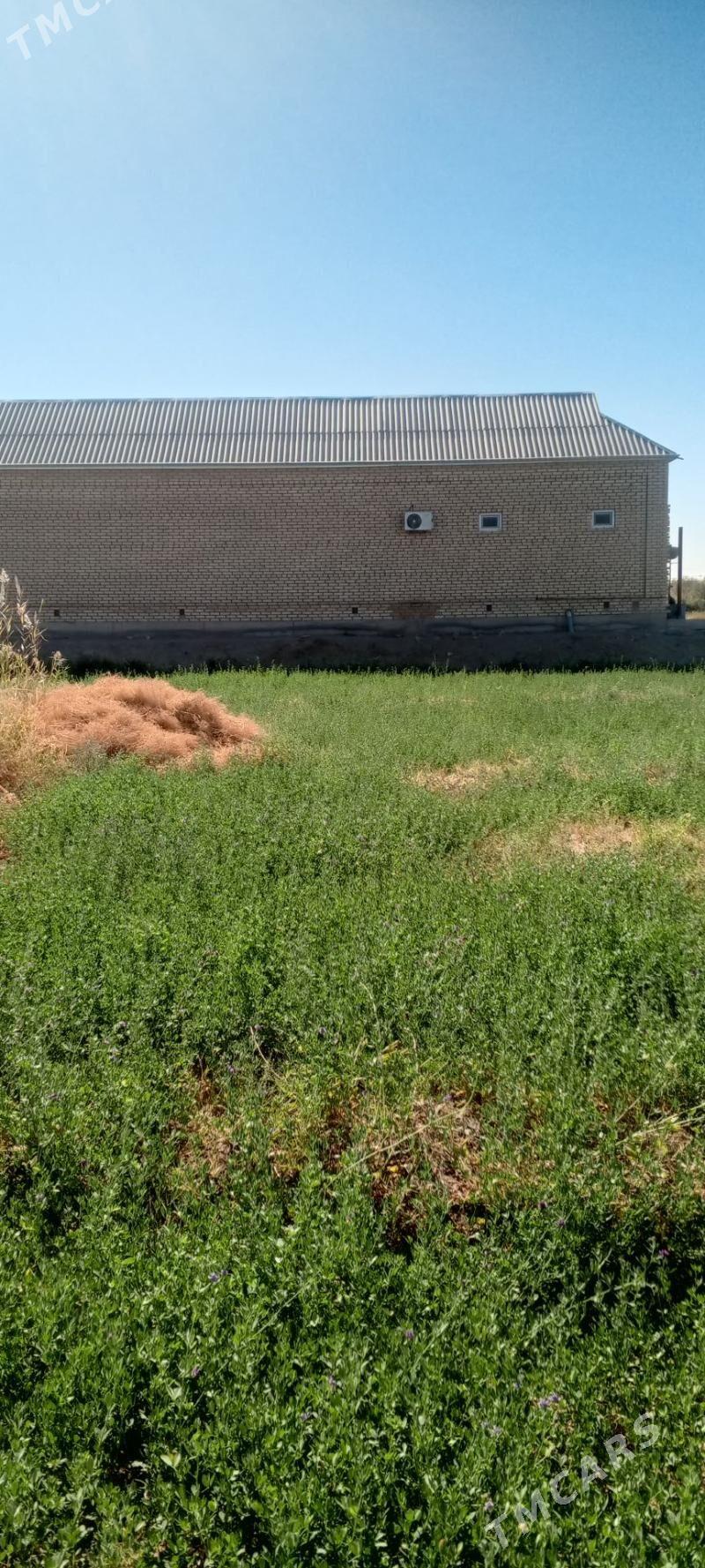 12 sotyk mellek ýer - Wekilbazar - img 3